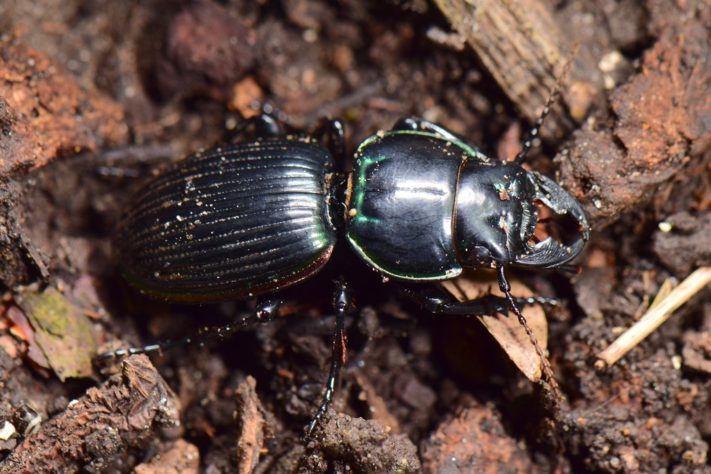 Pasimachus rotundipennis