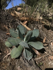 Agave guadalajarana