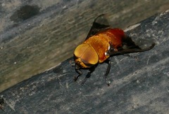 Ancala africana