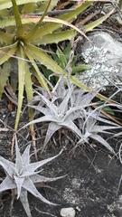 Orthophytum disjunctum