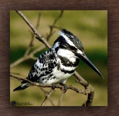 Ceryle rudis leucomelanurus