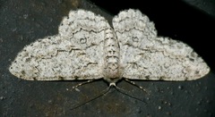 Ascotis reciprocaria
