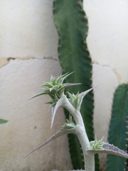 Orthophytum disjunctum