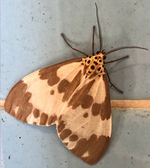 Nyctemera carissima