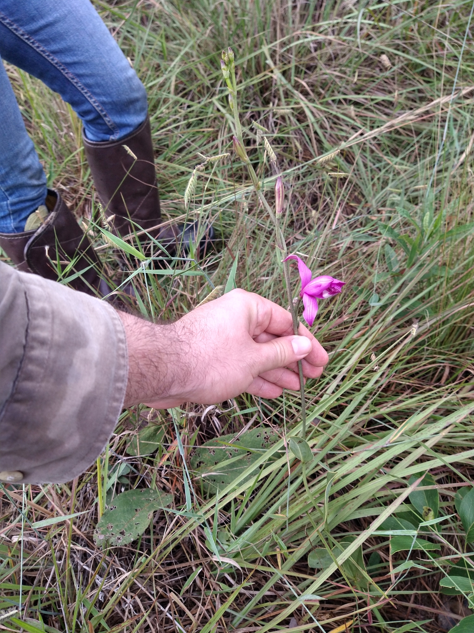 Imagem de Orquídea-do-brejo