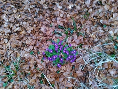 Primula × polyantha