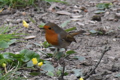 Erithacus rubecula