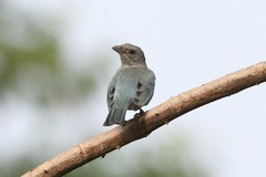 Thraupis glaucocolpa