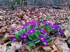 Primula × polyantha