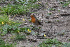 Erithacus rubecula