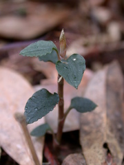 Odontochilus nanlingensis
