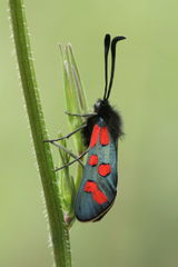Zygaena oxytropis