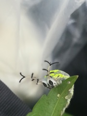 Herona marathus