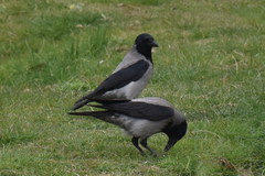 Corvus cornix