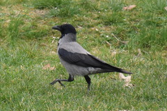 Corvus cornix