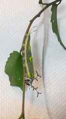 Herona marathus