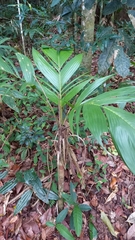 Geonoma blanchetiana