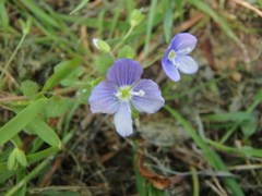 Veronica filiformis