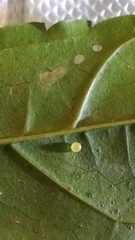 Herona marathus