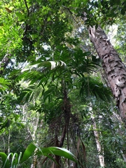 Geonoma blanchetiana