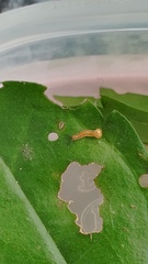 Herona marathus