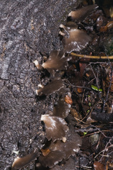 Pleurotus purpureo-olivaceus image
