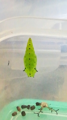 Herona marathus