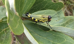 Zoniopoda danottei