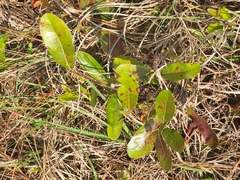 Geobalanus oblongifolius