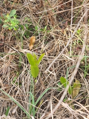 Geobalanus oblongifolius