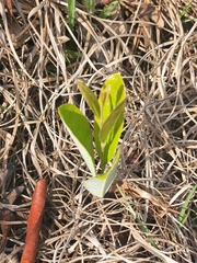 Geobalanus oblongifolius