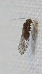 Lachesilla nubilis