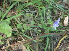Veronica filiformis