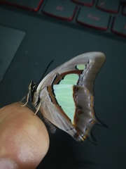 Polyura athamas