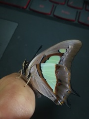 Polyura athamas