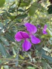 Tephrosia grandiflora