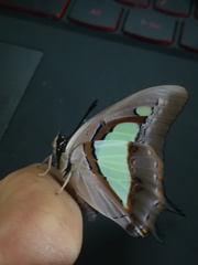 Polyura athamas
