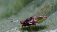 Bactericera antennata