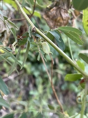 Tephrosia grandiflora