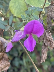 Tephrosia grandiflora