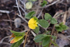 Rhynchosia ciliata