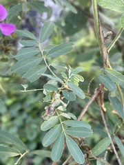 Tephrosia grandiflora