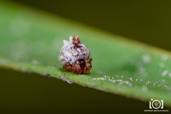 Phoroncidia americana