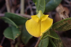 Rhynchosia ciliata