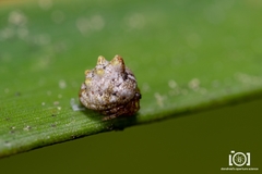 Phoroncidia americana