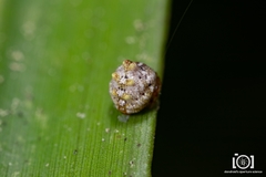 Phoroncidia americana