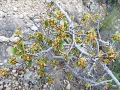 Rhamnus alaternus