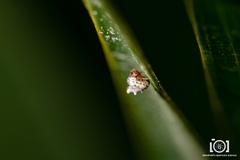 Phoroncidia americana