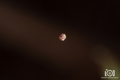 Phoroncidia americana