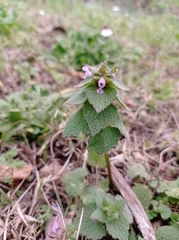 Lamium purpureum